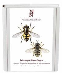 Tvåvingar : blomflugor. Diptera : syrphidae: eristalinae & microdontinae