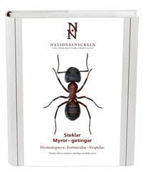 Steklar : myror - getingar. Hymenoptera : formicidae - vespidae