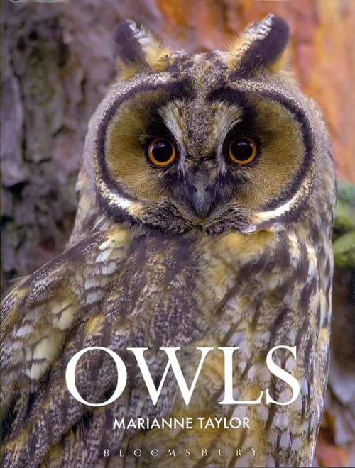Owls