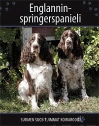 Englanninspringerspanieli