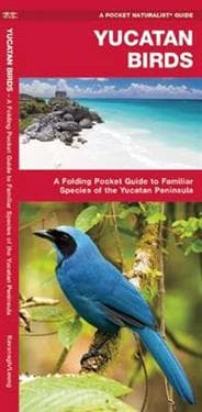 Yucatan Birds