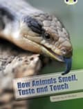 Miniatyrbilde 1 av 2: Bug Club Independent Non Fiction Year Two White A How Animals Smell, Taste and Touch