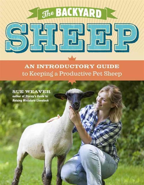 Backyard Sheep