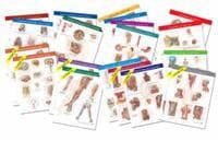Netter Anatomy Charts