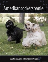Amerikancockerspanieli