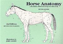 Horse Anatomy 2e