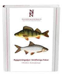 Ryggsträngsdjur : strålfeniga fiskar. Chordata : actinopterygii