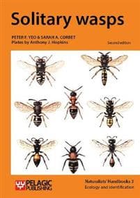 Solitary wasps