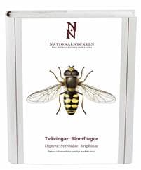 Tvåvingar : blomflugor. Diptera : syrphidae: syrphinae
