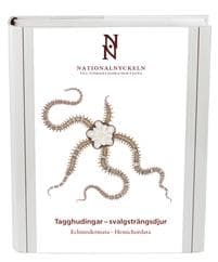 Tagghudingar - svalgsträngsdjur. Echinodermata - hemichordata