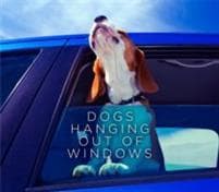 Dogs Hanging Out Of Windows