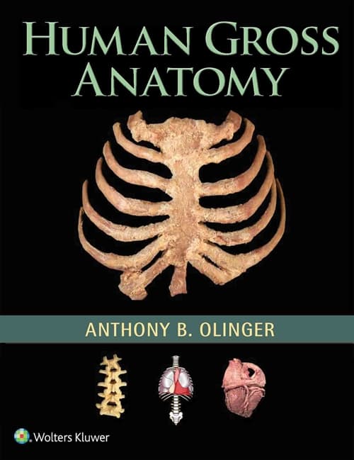 Human Gross Anatomy