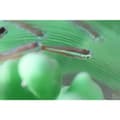Miniatyrbild 2 av 4: Polymaker PJ01011 PolySmooth 3D-skrivare Filament PVB kan poleras 1.75 mm 750 g Transparent 1 st