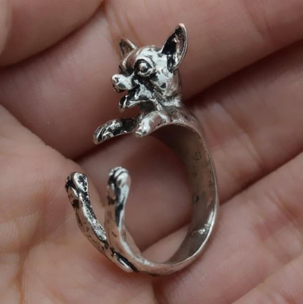 Ring - Chihuahua - Dog