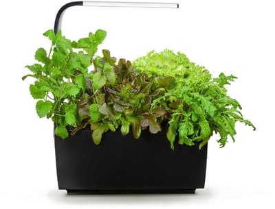 Tregren Kitchen Garden T6