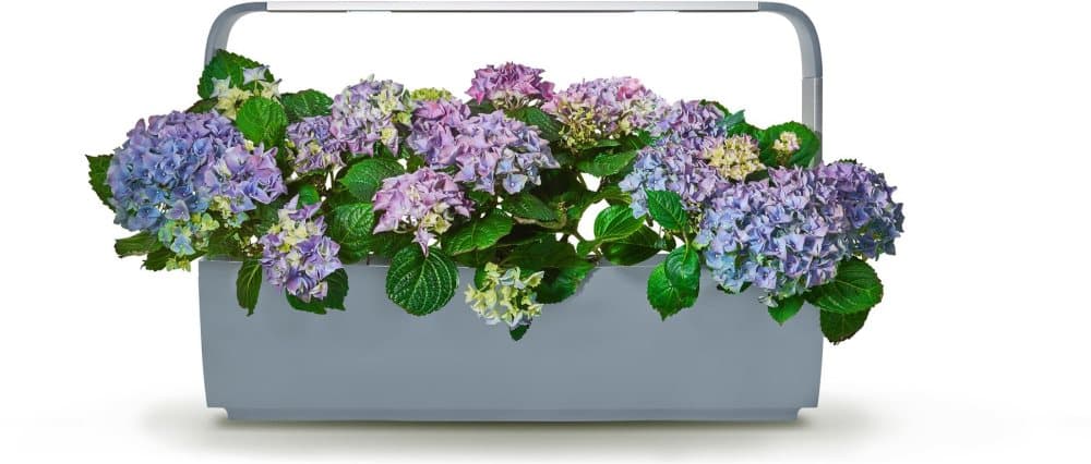 Tregren Kitchen Garden T12