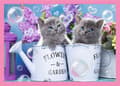 Miniatyrbild 3 av 5: Trefl PUZZLE 4in1 TREFL FUNNY KITTENS POWDER
