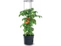 Miniatyrbilde 1 av 2: Prosperplast Potte for tomater Tomatdyrker IPOM400