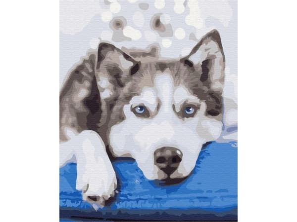 BS51895 Painting by numbers Waiting husky 40x50 cm stretcher bar