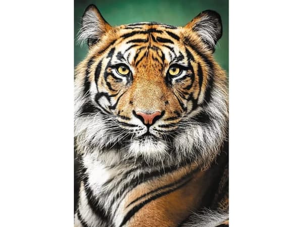 Trefl PUZZLE 1500EL TREFL PORTRET TYGRYSA PUD