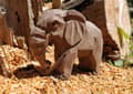 Miniatyrbild 5 av 5: Wudimals - Elefantfigur - K-PLAY