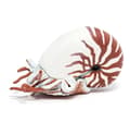 Miniatyrbild 1 av 2: Papo - Nautilus statyett