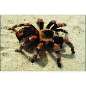 Tarantula - Metallmodell