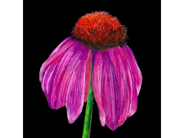Kortti ja kirjekuori SB10 Echinacea