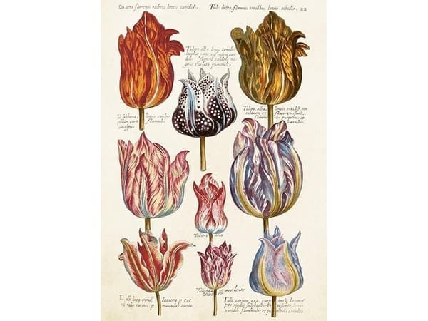 Karnet ST476 B6 + koperta Tulipany Tulipany