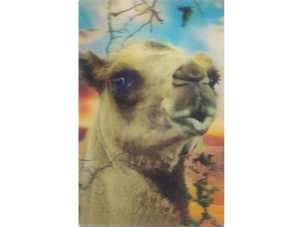 3D minikortti - Camel