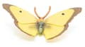 Miniatyrbild 4 av 6: Papo - Gul ringblomma fjärilsfigur