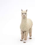 Miniatyrbild 6 av 6: Papo - alpackafigur