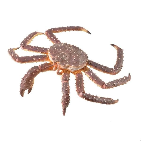 Marindjursfigur - Kungskrabba - Handmålad - 12,4 x 3,6 cm - Unik - Blandat
