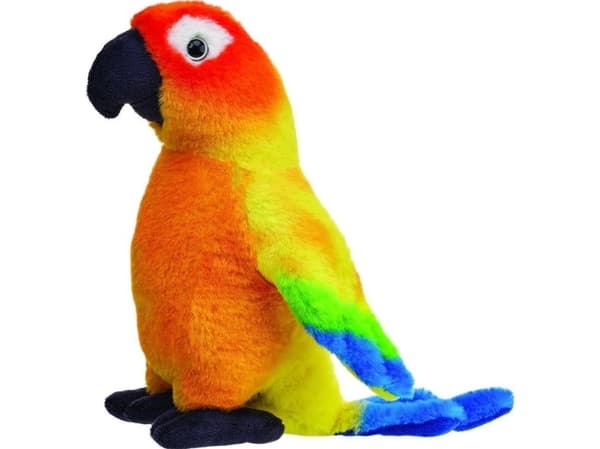 Sun conure 20cm