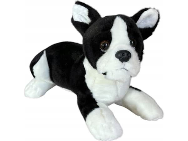 Dubi Pies boston terrier leżący 28cm 32164