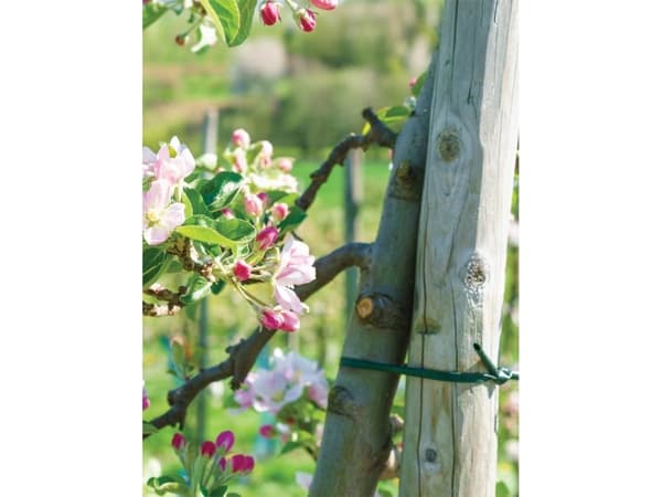 Bradas Kasvien kiinnitysletku 3.9mm x 30m Bradas 5328