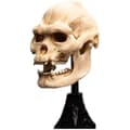 Miniatyrbild 2 av 2: Miniatyrstaty - WETA COLLECTIBLES - Lurtz-skalle - 14 cm - Polystone - Inomhus