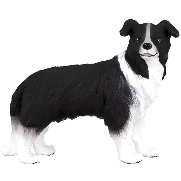 Border collie hund