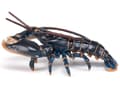 Miniatyrbild 4 av 6: Mat - Hummer - Blandat - Barn - Från 3 år - Svart