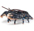 Miniatyrbild 6 av 6: Mat - Hummer - Blandat - Barn - Från 3 år - Svart
