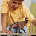 Miniatyrbild 2 av 4: Giganotosaurus, statyett med realistiska detaljer, dinosaurieleksak som inspirerar fantasin för barn från 4 år och uppåt, 21 x 11 x 17 cm -
