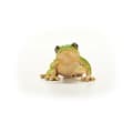 Miniatyrbild 4 av 6: 14882 figurine Grodor