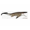 Miniatyrbillede 1 af 11: dyr Jurassic World
