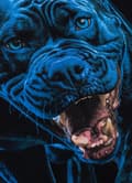 Pikkukuva 5 / 8: Pit Bull -huppari sinisessä Crewneck-kauluksessa musta L