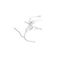 Miniatyrbillede 8 af 11: Vibrator Shunga Zoa Fuchsia