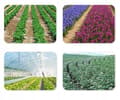 Miniatyrbillede 2 af 7: Agrotekstil med huller Sort folie huller kimplanter til ukrudt 10m