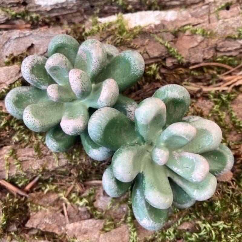 Mold - Succulente G
