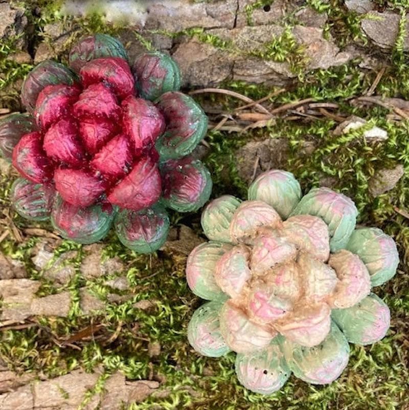 Mold - Succulente I
