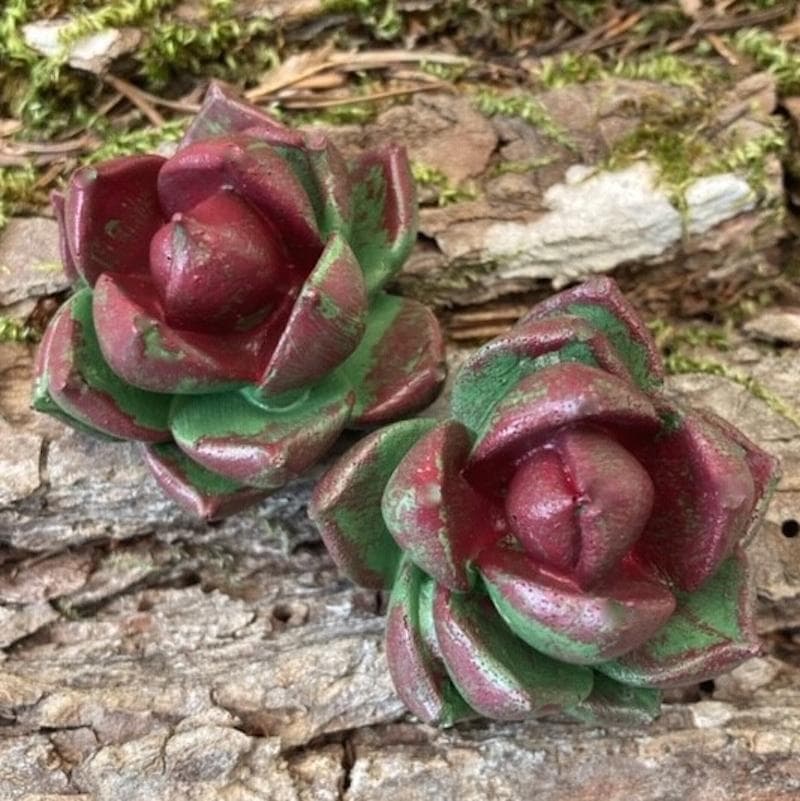 Mold - Succulente F