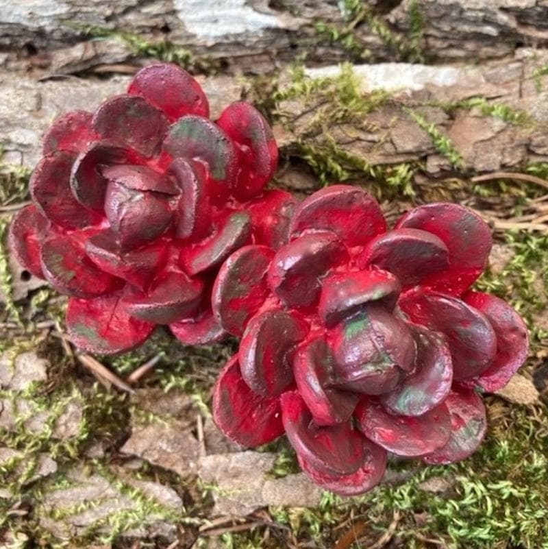 Mold - Succulente H